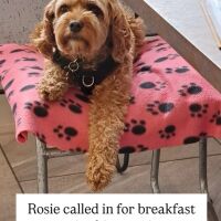 Dog-friendly cafe near M6 Junction 42, Cumbria - Dog-friendly cafe in Cumbria