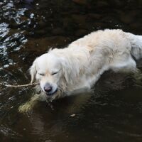 Hot dog cooling down