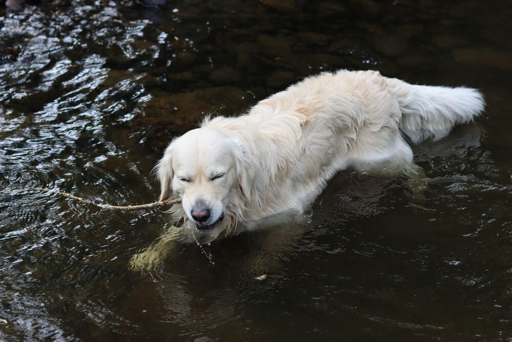 Hot dog cooling down