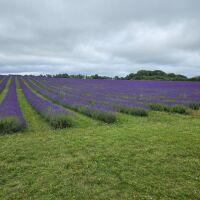 Cotswold Lavender Farm, Worcestershire - 1000074916.jpg