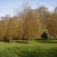 Maidstone dog walking park, Kent - Dog walks in Kent