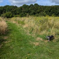 Country Park dog walk and kids playgrounds, Buckinghamshire - 1000031105.jpg