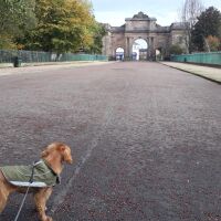Birkenhead Park dog walks, Merseyside - 20221021_120015.jpg