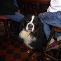 Greystoke dog-friendly country pub, near Penrith, Cumbria - Dog-friendly pubs near Penrith, Cumbria