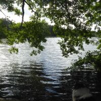 Easy access dog walk near Northwich, Cheshire - Cheshire dog walking places