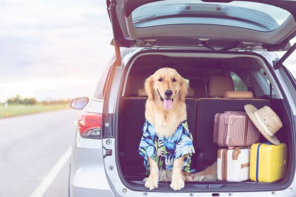 De-stressing travel with pets - Driving with Dogs