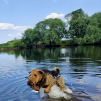Riverside walk along flat path with a dog friendly pub and kids playground, Nottinghamshire - dog1.png