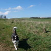 Southern upland way dog walk, Scotland - Dog walks in the Scottish Borders
