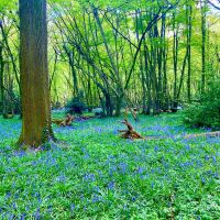 Hartley Woods dog walk, Kent - EF45F0D7-1CCE-4245-B9B1-31A58FED1B51.jpeg