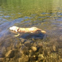A498 Stunning lake and dog walk, Wales - FCC09E42-08A7-4449-BADD-5CD06BEFB964.jpeg