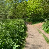 Forfar Loch dog walk, Scotland - E23EAE08-862A-4829-81E7-C70192EC1826.jpeg