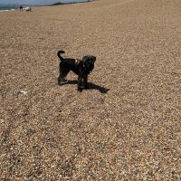 Coastal walk with dog-friendly pub, Dorset - Dog on pebbly beach