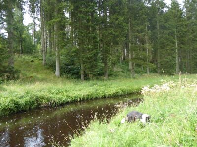 Riverside Picnic Site and Woodland dog walk near Wark, Northumberland - Driving with Dogs