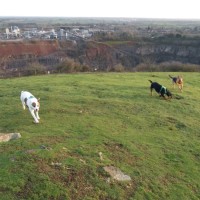 Interesting dog walk at Croft Quarry Nature Reserve, Leicestershire - F73731F8-0747-4EFF-A3CB-191D641879A2.jpeg