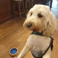Little Manor dog-friendly country pub, Cheshire - 20240527_122652.jpg