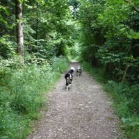 Dog-friendly inn with B&B and dog walk in Caldbeck, Cumbria - Cumbria Way dog walk