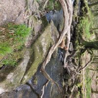 Golitha Falls National Nature Reserve, Cornwall - 20210427_160240.jpg