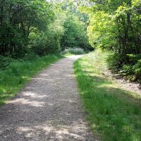 Parkhurst Forest dog walk, Isle of Wight - forest dog walks.jpg