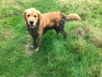 wet-dog.jpeg