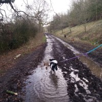 Interesting dog walk at Croft Quarry Nature Reserve, Leicestershire - C4B651F4-18BF-4D84-BA22-ECA0ACE76670.jpeg