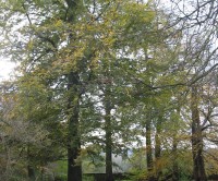 Calke Abbey, Derbyshire - Dog walks in Derbyshire