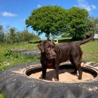 Zoomies Zone Dog Adventure Park, Wales - pippa in sand pit.jpg