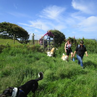 Coast path and dog-friendly pub on the beach, Wales - Dog walks in Wales