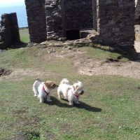 Wheal Coates dog walk and family day out, Cornwall - 20190420_140252.jpg