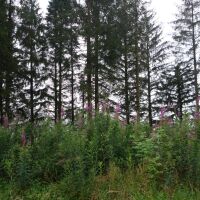 Eskdalemuir Forest dog walk, Scotland - Woodland dog walk Scottish Borders