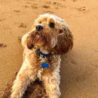 JenWithCockapoo - Driving with Dogs