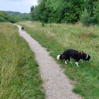 Doe Hill Country Park, Derbyshire - Dog walk in Derbyshire