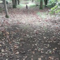 M4 Junction 18 Dyrham Park dog walks, Gloucestershire - 20240927_123814.jpeg