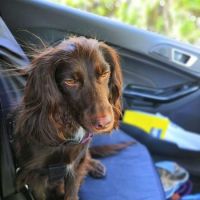 Rowan-Driving with Dogs.jpeg