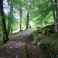 Forest dog walk with waterfalls, Scotland - Cowal peninsula dog walks
