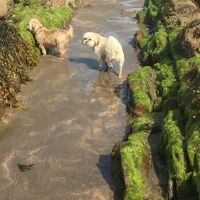 Widemouth dog-friendly beach and dog walk, Cornwall, Cornwall - 774D90D1-1A4C-4CF6-804E-F9FEEDC46855.jpeg
