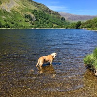 A498 Stunning lake and dog walk, Wales - BD5D8C91-0388-47DA-9E80-99666CC7A7E6.jpeg