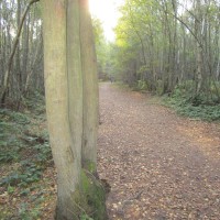 Clowes Wood dog walk, Kent - Dog walks in Kent
