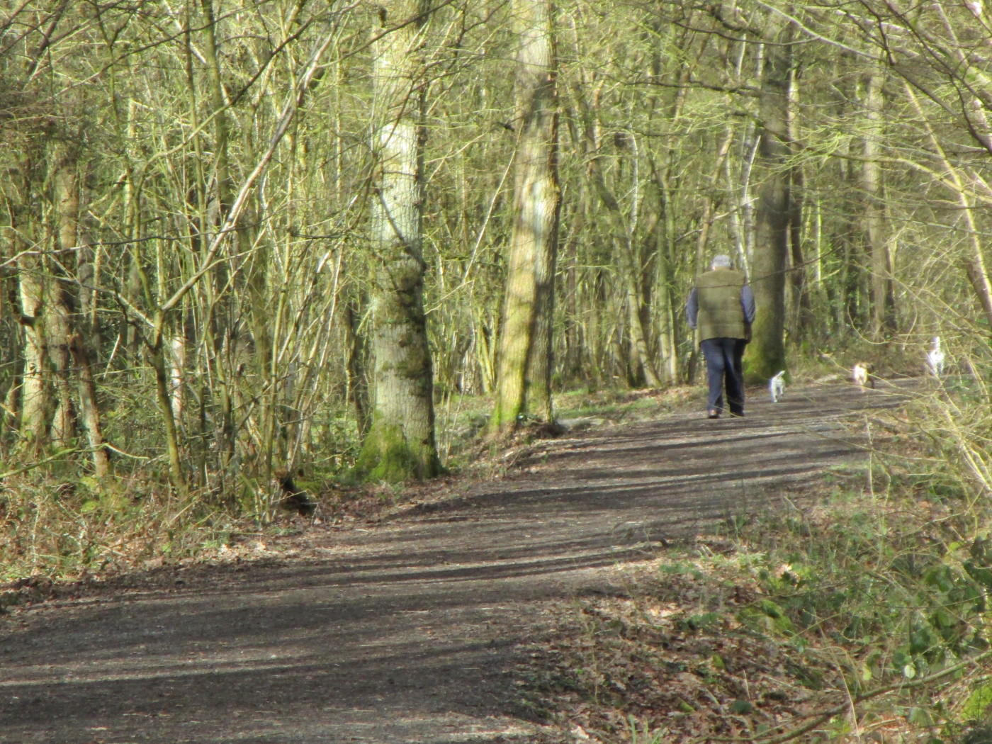 Pepper Woods dog walk, near Belbroughton, Worcestershire Driving with