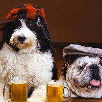 dog-in-pub1.jpg
