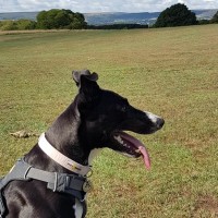 Sheffield dogwalking - Graves Park, Yorkshire - 40051772_10155362305551330_5515501567349882880_n.jpg