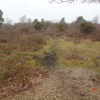 Snelsmore Common Country Park dog walk, Berkshire - Berkshire dog walk