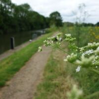 A dog walk on the Thames Path, Oxfordshire - Oxfordshire dog walks