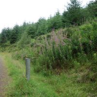 Eskdalemuir Forest dog walk, Scotland - Woodland dog walk Scottish Borders