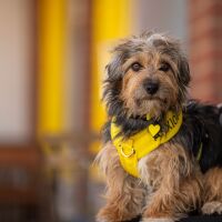 Commercial Pet Photographer, Cumbria - My_Anxious_Dog_April_24-42.jpg