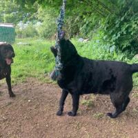 Zoomies Zone Dog Adventure Park, Wales - bonnie on rope.jpg