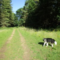 Bacton Wood dog walk, Norfolk - Dog walks in Norfolk