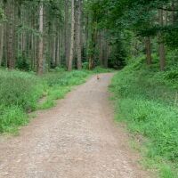 Dog Walk on river Eden and Coombs Wood, Cumbria - Northumberland dog-friendly pub and dog walk