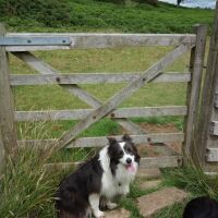 Dog-friendly inn with B&B and dog walk in Caldbeck, Cumbria - Cumbria Way dog walk