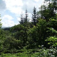 Forest dog walk with waterfalls, Scotland - Cowal peninsula dog walks