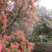 Elegant landscaped park dog walks and cafe, Norfolk - Norfolk dog walks and beaches.JPG